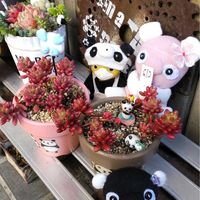 オーロラ,オーロラ,my gardenさんの寄せ植え,クラウゼン,クラウゼンの画像