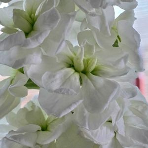 ストック,切り花,感謝,花のある暮らし,いつまでもの画像