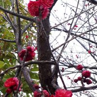 ウメ,紅梅,鹿児島紅梅,花言葉,神社の画像