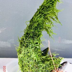 流木で,苔 こけ,苔 こけ,もみじばふうの実,流木の画像