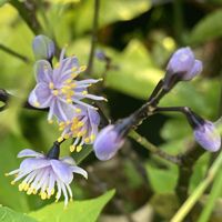 エゴノキ,アオバナハイノキ,ガーデニング,花のある暮らし,沖縄の画像