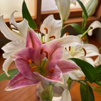 ユリ,供花,そうだ、花飾ろうの画像