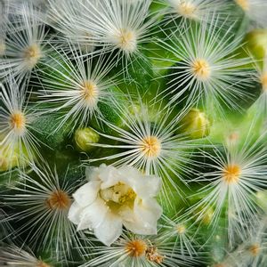 サボテン,サボテン,サボちゃんのお花,サボテン　ブランカ,サボテン　ブランカの画像