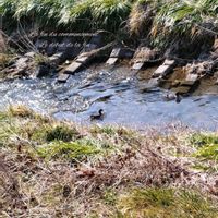 ジュリアン,トネリコ,ツバメさん,カモ,ヒヨドリの画像