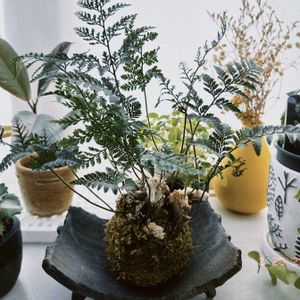 トキワシノブ,トキワシノブ,観葉植物,苔玉,マルシェの画像