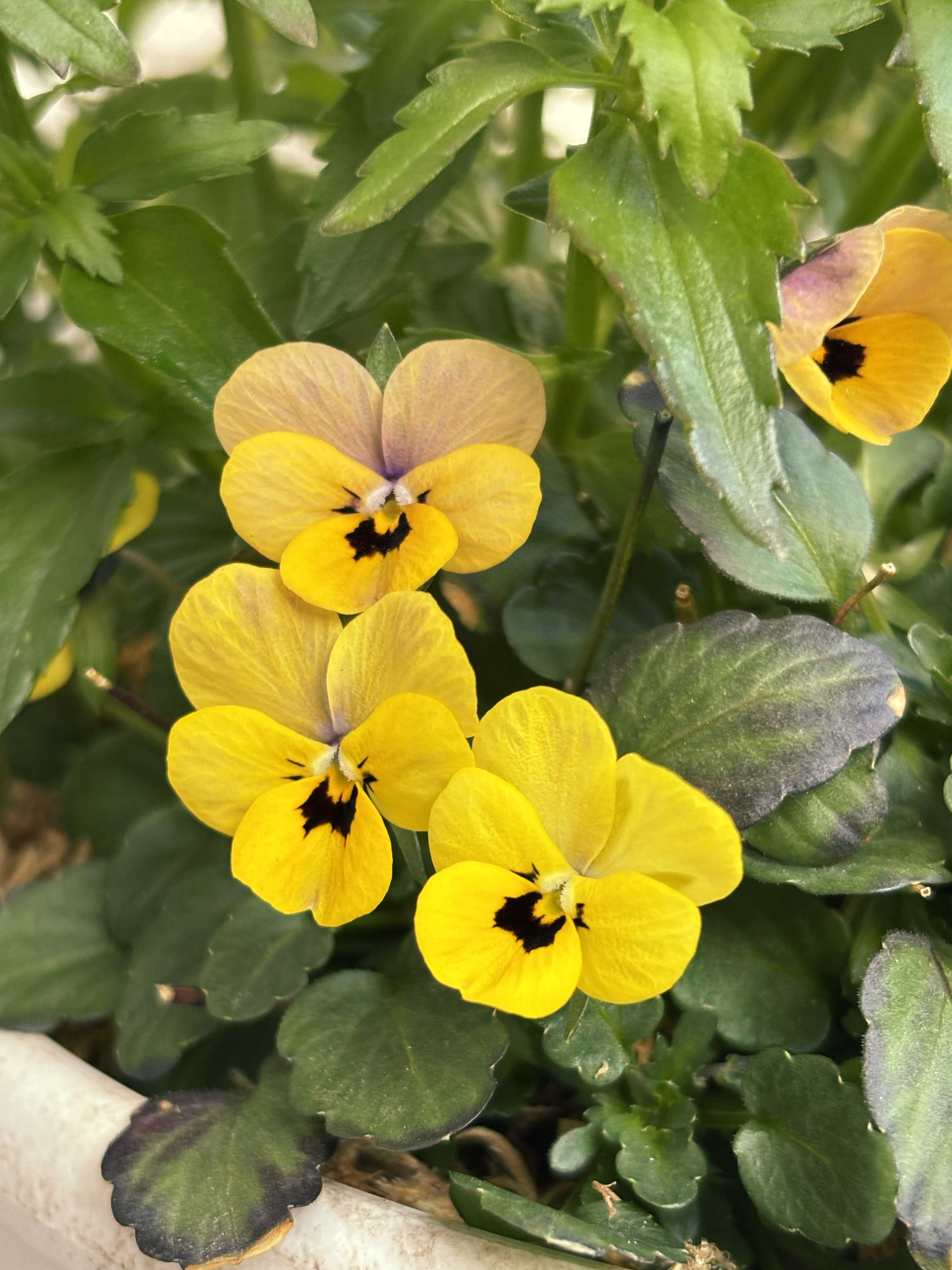 神戸べっぴんさんビオラ：夢紡ぎの一覧｜🍀GreenSnap（グリーンスナップ）