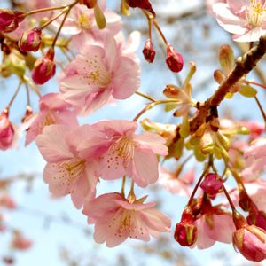 ソフォラ　リトルベイビー,河津桜,ロニセラ ニティダ,Tillandsia mitlaensis,観葉植物の画像