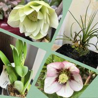 チランジア,クリスマスローズ,ヒアシンス,クリスマスローズ　エレガンスアイス,かわいいの画像