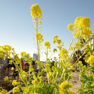 ウメ,街の植栽,植物散歩,写活,街中の植物の画像