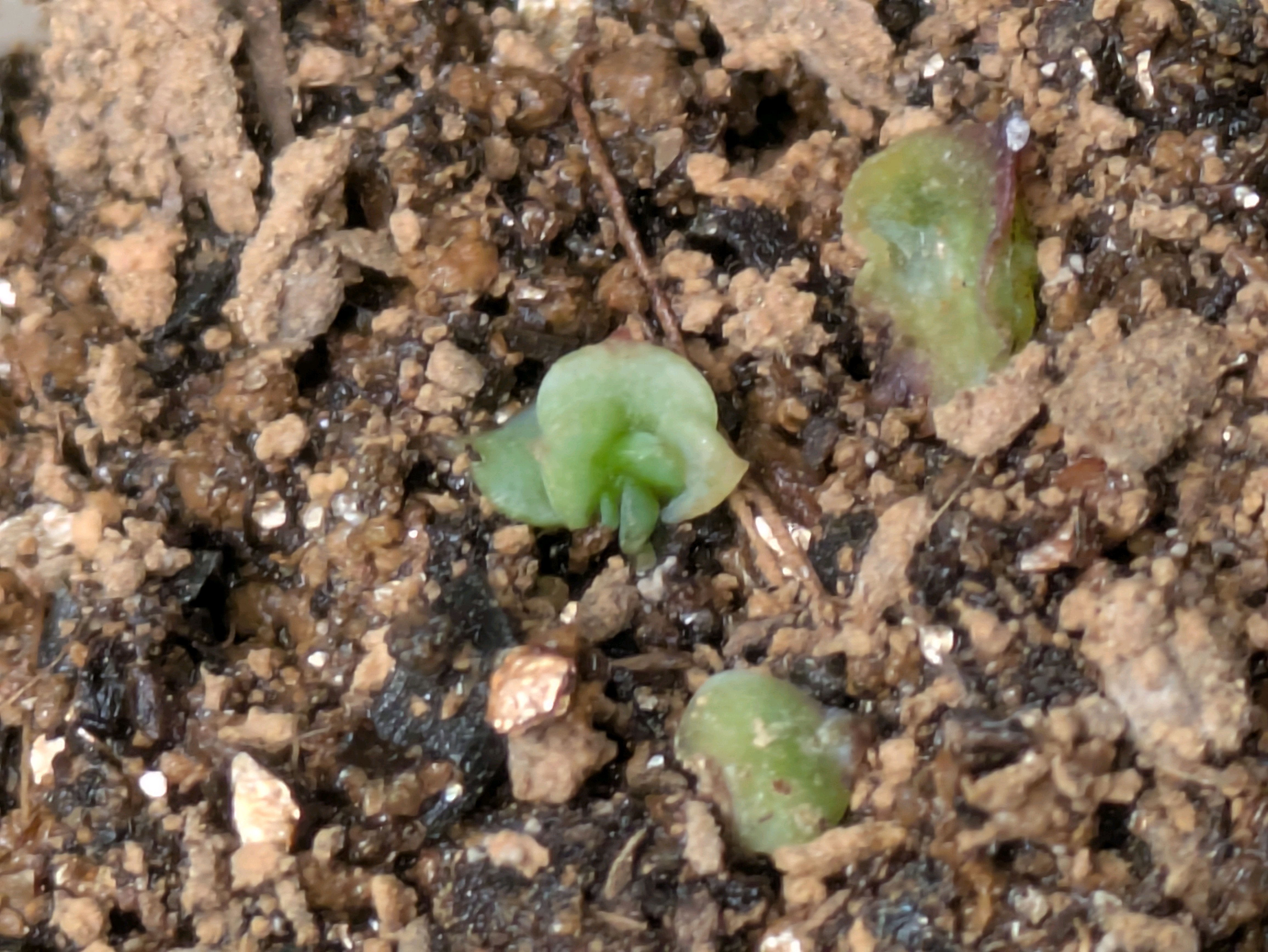 Kamiさん苗 桃乃神の記録｜🍀GreenSnap（グリーンスナップ）