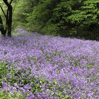 ムラサキハナナ,ムラサキハナナ,クサノオウ,ムラサキハナナ（オオアラセイトウ）,紫の花の画像