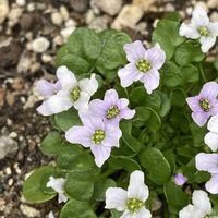 イオノプシジウム,イオノプシジウム,ヒメムラサキハナナ（姫紫花菜）,グランドカバー,可憐な花の画像
