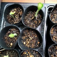 マンゴー,種まき,育苗,無農薬野菜,菌ちゃん農法の画像