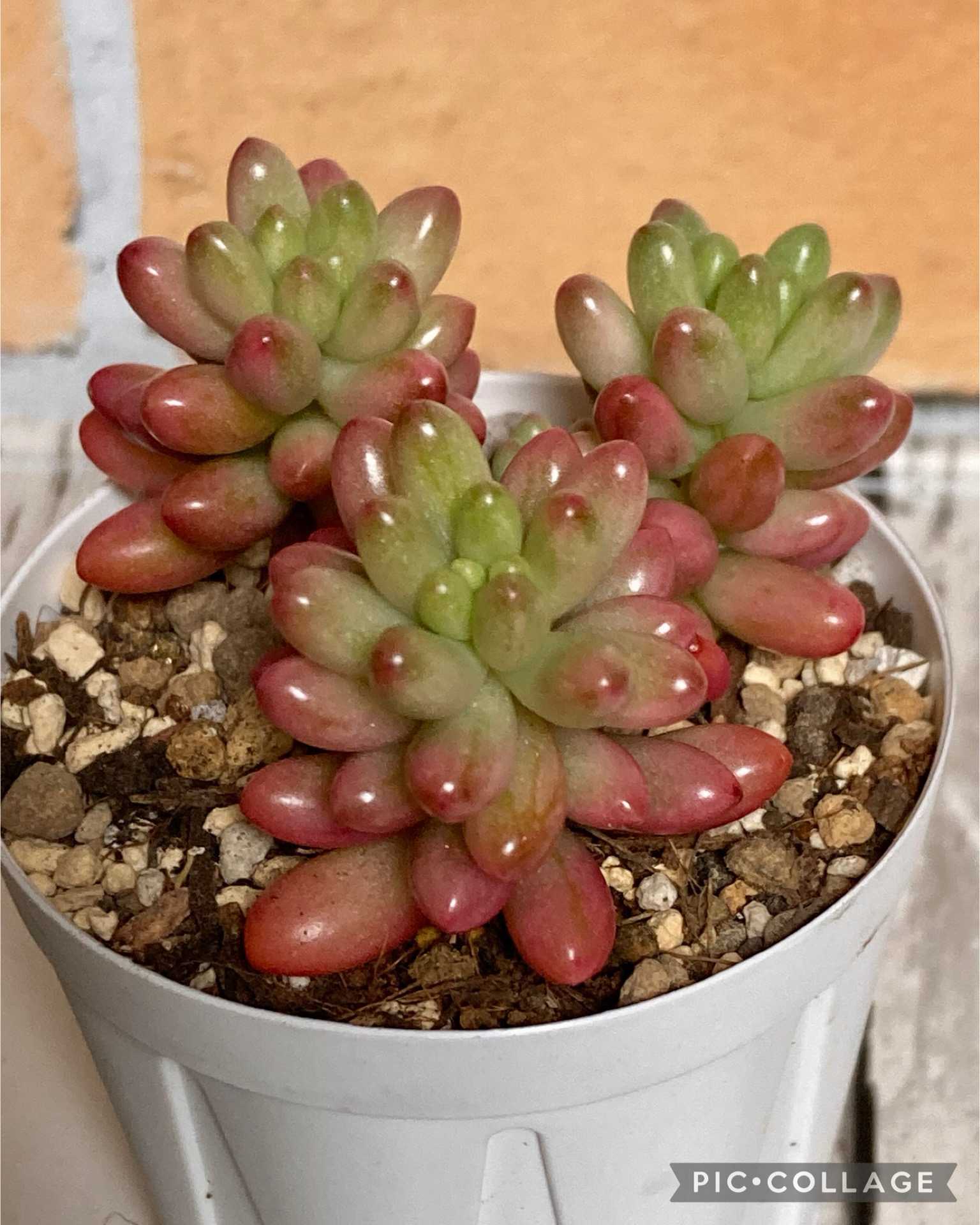 ツンツン可愛い❤️ルビーティントちゃん❤️ 3頭 寄せ植え必須