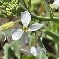 大根,花壇,ガーデニング,野菜の花,自家製野菜の画像