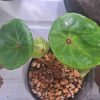 ベゴニア,レックスベゴニア,ベゴニア コンキフォリア ルブリマクラ,ベゴニア コンキフォリア,硬葉系の画像