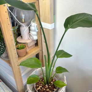 ストレリチア オーガスタ,観葉植物,初心者の画像