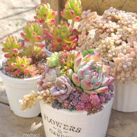 姫秋麗,ルビーティント,多肉植物,多肉植物寄せ植え,多肉大好きの画像
