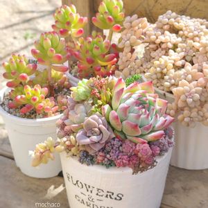 姫秋麗,ルビーティント,多肉植物,多肉植物寄せ植え,多肉大好きの画像
