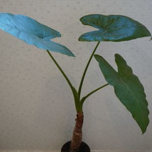 クワズイモ,サトイモ科,観葉植物,洗面所,植木鉢の画像