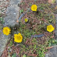 ヒメリュウキンカ,黄梅,福寿草,スーパーのお寿司,ひな祭りの画像