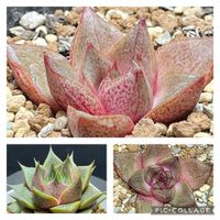 エケベリア,大和錦,多肉植物,かわいい,エケベリア属の画像