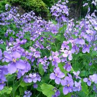 ムラサキハナナ,紅梅,紅梅,紅梅,梅の花の画像