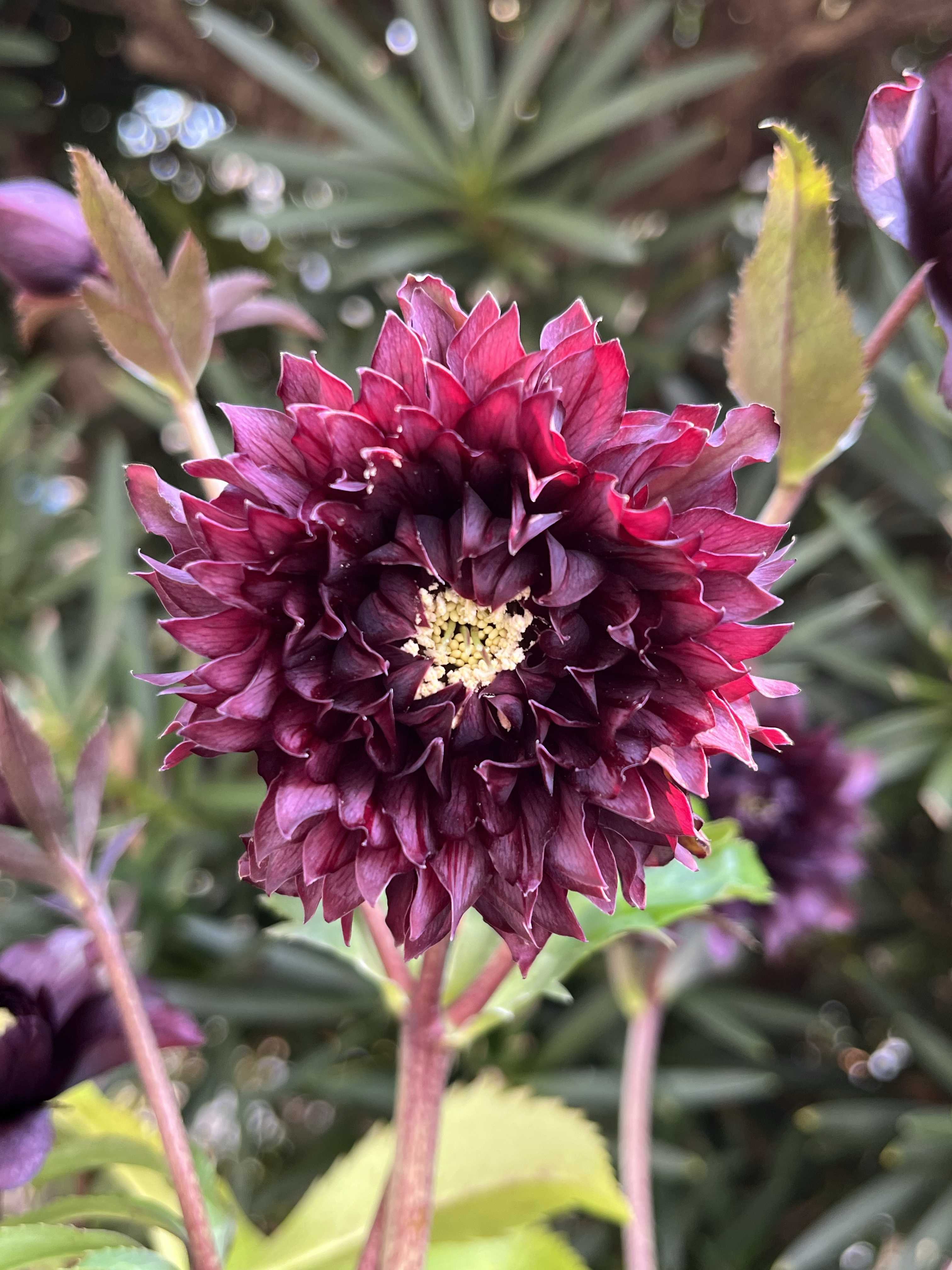 クリスマスローズ クレオパトラ 【6号大株❗️ 花・蕾19個❗️】