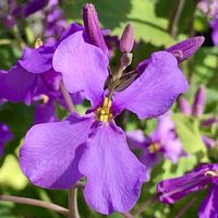 オオアラセイトウ,ショカツサイ(ムラサキハナナ),お出かけ,今日のお花,あわじ花さじきの画像