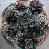 大和錦,寄せ植え,多肉植物,葉挿し,リメ缶の画像