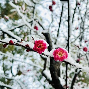 ウメ,庭園,おでかけ先の画像