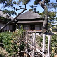 ウメモドキ,寒牡丹,垣根はウメモドキ,牡丹園から八景島シーパラダイスを臨む,牡丹の冬芽葉痕の画像
