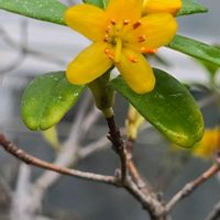 シャクナゲ,ツツジ,ロードデンドロン・ソロリウム,季節の花,咲くやこの花館の画像