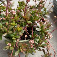 雅楽の舞,紅稚児,多肉植物 寄せ植え,カランコエ テッサ,蒼い真珠の画像