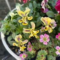 パンジー・ビオラ,ビオラ,クモマグサ,庭人さんビオラ,銀座のモダンガールの画像