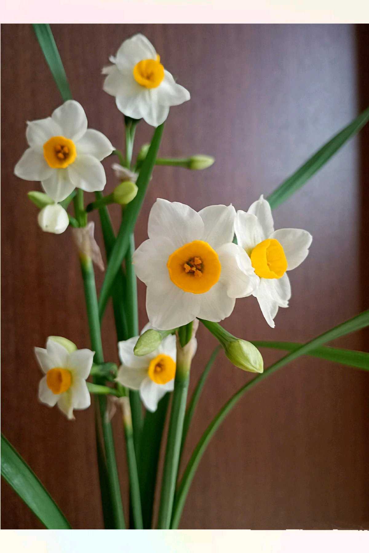 クリスマスローズの投稿画像 by こよー2ndさん｜玄関アプローチと日本