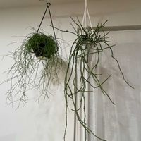 リプサリス,サルコステンマ ソコトラナム,リプサリス　カスッサ,多肉植物,観葉植物の画像