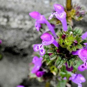 ホトケノザ,雑草,野草,シソ科,越年草の画像