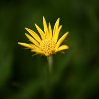 キララ,花びら,冬越し,サントリー フラワーズ,蕾 つぼみの画像