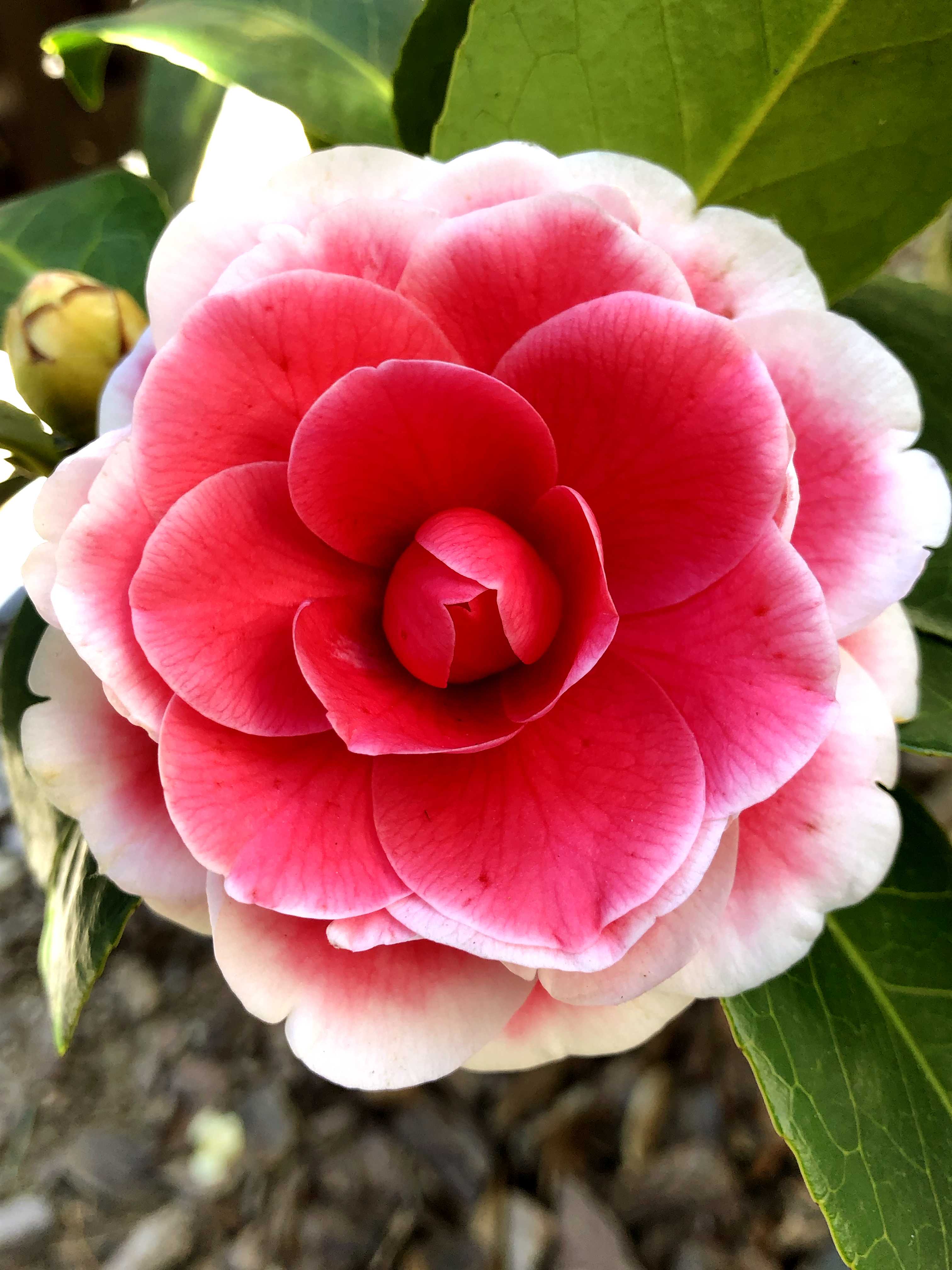 ヒライHirai（椿）の一覧｜🍀GreenSnap（グリーンスナップ）