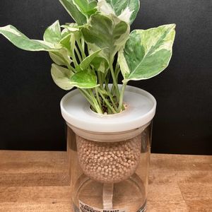 ポトス,ポトス・エンジョイ,観葉植物,ハイドロカルチャー,無印良品の画像