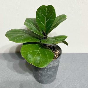 フィカス,フィカスリラータ,観葉植物,植え替え,ダイソー産の画像