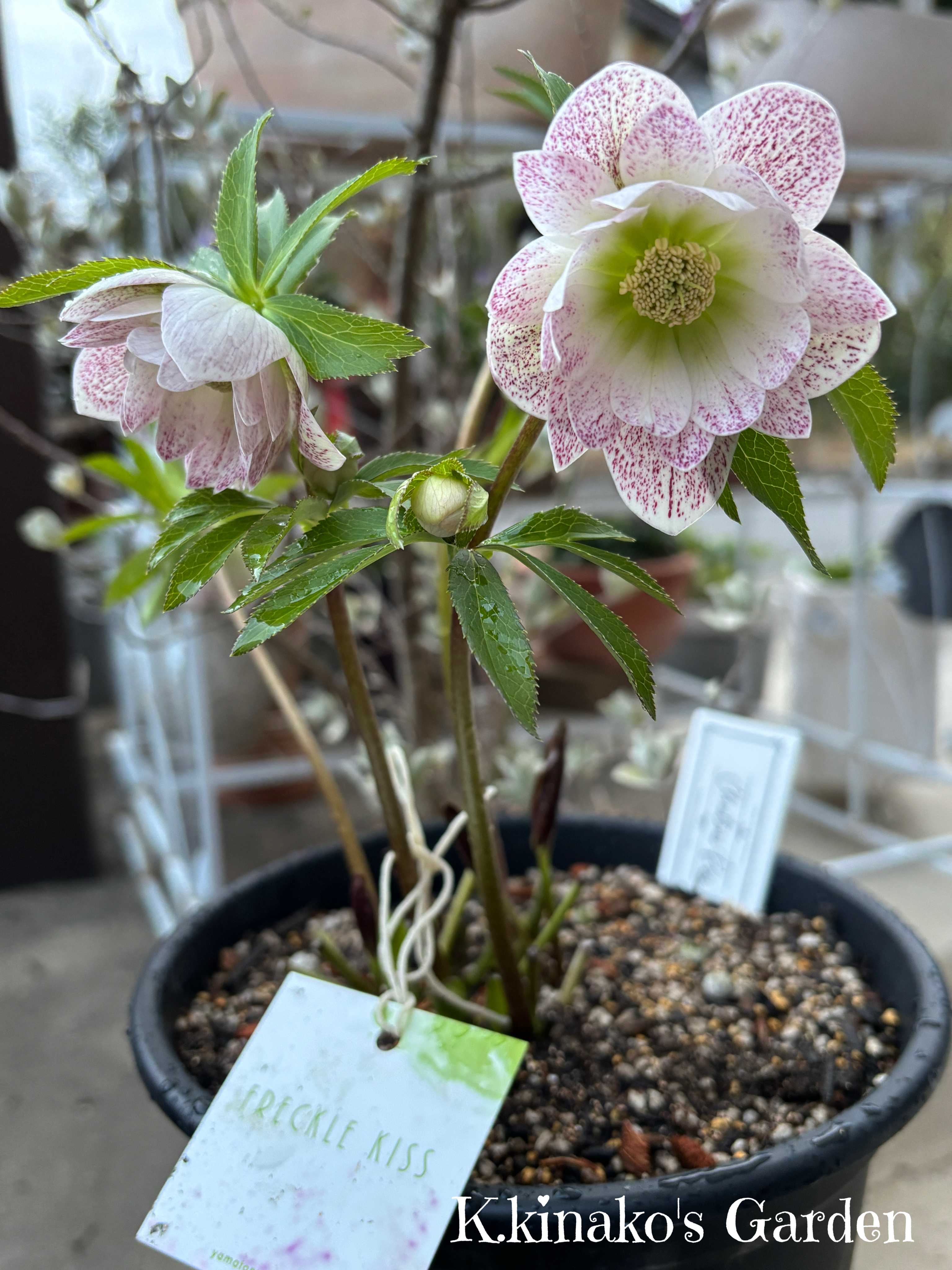 クリスマスローズ フレックルキスの一覧｜🍀GreenSnap（グリーンスナップ）