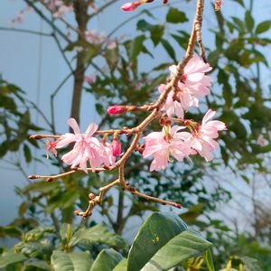 河津桜,河津桜,ジュウガツザクラ,ジュウガツザクラ,ジュウガツザクラの画像