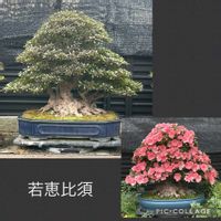 盆栽,植え替え,さつき盆栽の画像