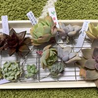 エケベリアいろいろ,多肉植物,植え替え,多肉大好き,多肉植物 エケベリアの画像