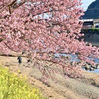 菜の花,河津桜,ワサビ,ナノハナ,わさびの花の画像