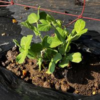 スナップエンドウ,定植の画像