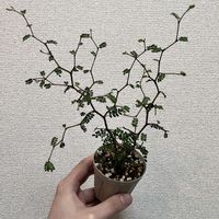 ソフォラ　リトルベイビーの画像