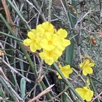 ビデンス,ビデンス,オウバイ,オウバイ,黄梅の画像